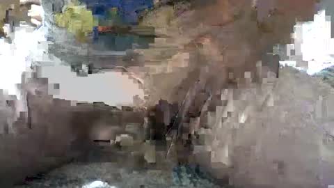 Yankee online show from 10/06/25, 05:38