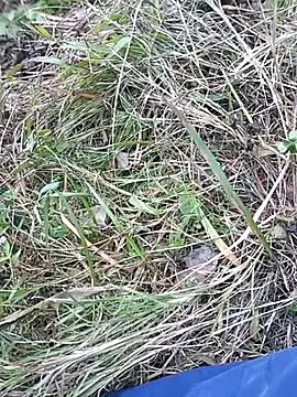 Snapshot of Nkumar173 chatting on 11/10/25, 07:07 Nkumar173 online show from 11/10/25, 07:07