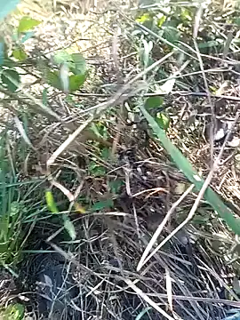 Snapshot of Nkumar173 chatting on 11/11/25, 05:51 Nkumar173 online show from 11/11/25, 05:51