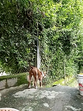 sebasxx97 online show from 03/05/25, 08:10