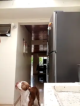 sebasxx97 online show from 03/10/25, 07:40