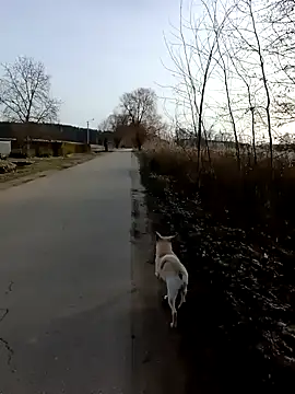 zxcalientes online show from 01/01/25, 11:05