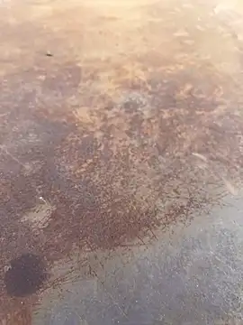 Black-mamba-madingo online show from 09/28/25, 04:01