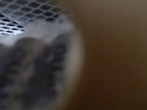 Lovensetest online show from 10/31/25, 09:10