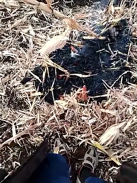 Snapshot of murokkk31 chatting on 11/27/25, 04:03 murokkk31 online show from 11/27/25, 04:03