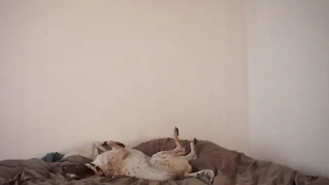 Stephany talks online show from 03/19/25, 11:57