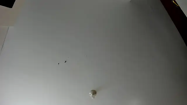 evely coelloo online show from 11/05/25, 04:07