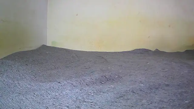 fern tlk online show from 02/01/25, 05:28