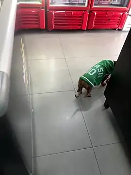 Snapshot of Hjsjsjsjjd chatting on 10/14/25, 12:17 Hjsjsjsjjd online show from 10/14/25, 12:17