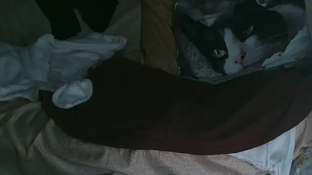 VeneRed online show from 10/10/25, 07:35