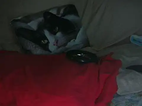 VeneRed online show from 10/14/25, 08:20