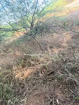 tamil000000 online show from 03/09/25, 11:03