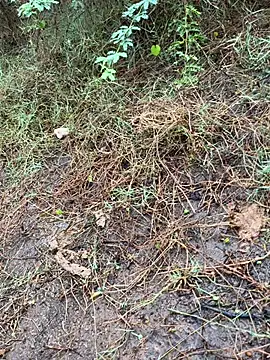 tamil000000 online show from 03/13/25, 01:43