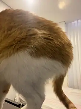 Snapshot of girl_anni chatting on 10/31/25, 03:13 girl anni online show from 10/31/25, 03:13