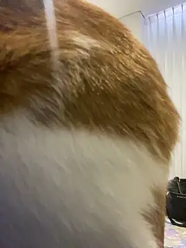 Snapshot of girl_anni chatting on 11/11/25, 03:12 girl anni online show from 11/11/25, 03:12