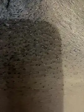 Snapshot of Gordelicia03 chatting on 11/19/25, 03:12 Gordelicia03 online show from 11/19/25, 03:12