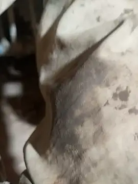 ParousFlow online show from 10/15/25, 09:37