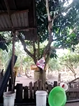 Snapshot of BigBoobs186 chatting on 10/18/25, 03:09 BigBoobs186 online show from 10/18/25, 03:09