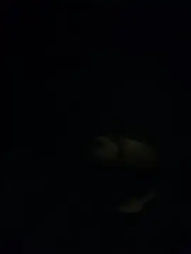 shakeweight online show from 11/18/25, 07:02