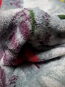 BzzDihh online show from 11/23/25, 06:19