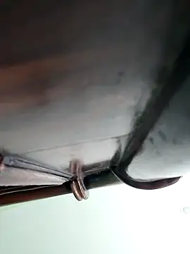 WildPayal online show from 11/16/25, 08:20