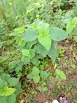 bigdaddyboy46 online show from 09/09/25, 01:27