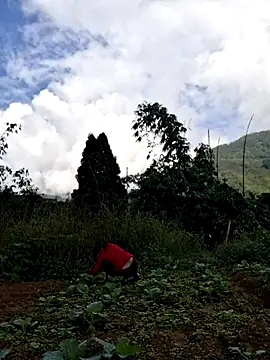 diamond-- online show from 11/15/25, 01:36