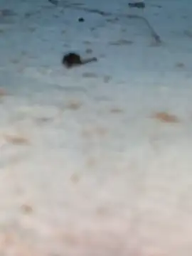 Snapshot of Ut_kanchna chatting on 10/26/25, 12:22 Ut kanchna online show from 10/26/25, 12:22