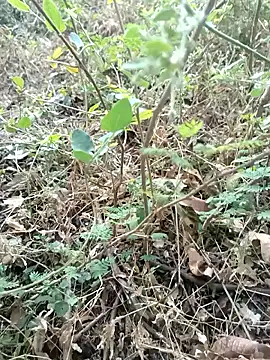 Hot Love77 online show from 12/02/25, 03:45