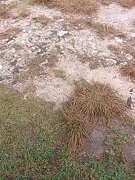 sexygosht online show from 12/01/25, 02:33