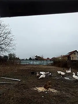 sarpe4 online show from 11/08/25, 06:13