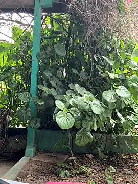 Snapshot of sofy_alone chatting on 10/17/25, 05:26 sofy alone online show from 10/17/25, 05:26