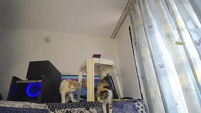 eolicasex online show from 02/04/25, 03:26