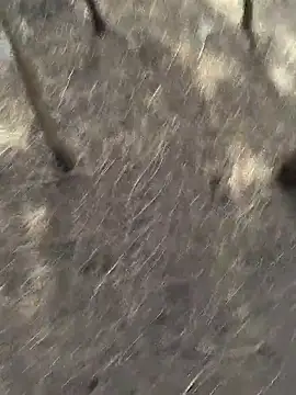 Gopal1243 online show from 11/20/25, 06:13